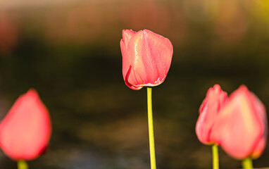 Fototapeta na wymiar Tulip flowers in garden