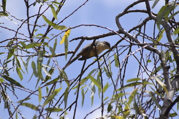 birds flying, perched and on the ground
single birds in flight, birds in flocks flying, birds perched on trees
