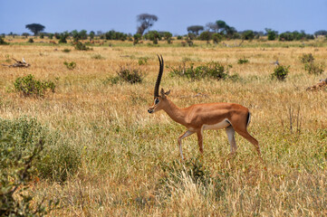 Safari in the African savannah. Impala antelope in the National Park.