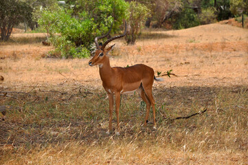 Safari in the African savannah. Impala antelope in the National Park.