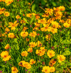 Bunch of Large Flower Tickseed