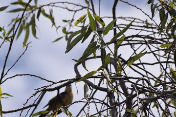birds flying, perched and on the ground
single birds in flight, birds in flocks flying, birds perched on trees
