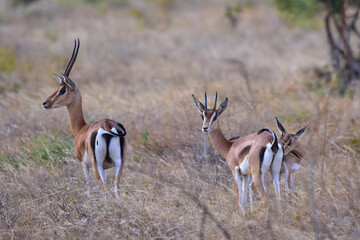 Safari in the African savannah. Male, female and baby impala antelope in the evening savannah.