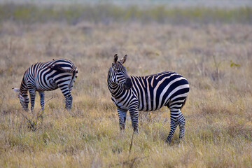 Naklejka na ściany i meble Safari in the African savannah. Zebras in the National Park of Kenya.