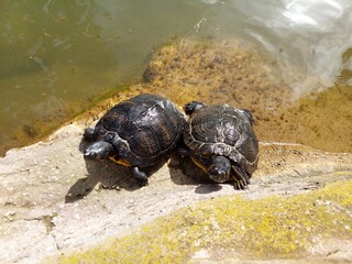Schildkröten