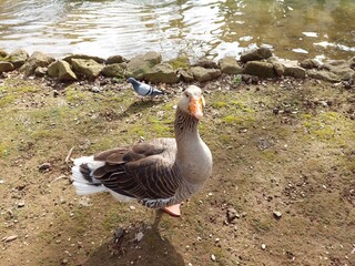 Gans am Wasser