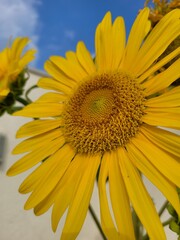 Naklejka premium SUNFLOWER - GIRASSOL