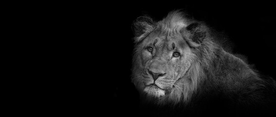 Fototapeta na wymiar Lion on a black background