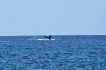Humpback Whale