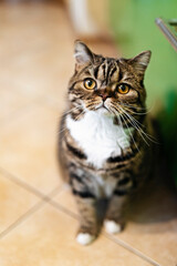 A domestic Scottish cat is sitting on the kitchen floor.