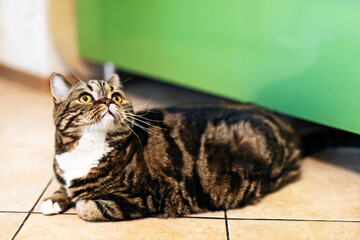 A domestic Scottish cat is sitting on the kitchen floor.