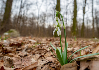 Snowdrops sprouting in February 2022