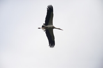 portrait of stork flying on grey sky background
