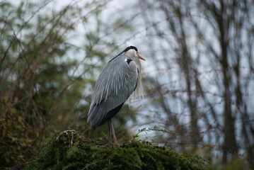 Portrait of heron standing in a public garden