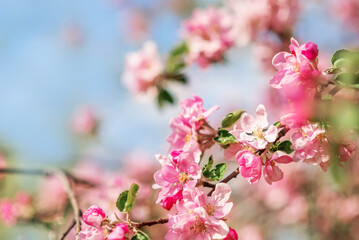 Obraz premium Pink apple blossoms on a blue sky background. Spring background