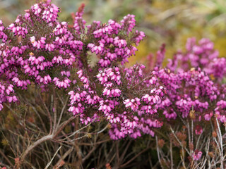 (Erica ×darleyensis) Groundcover of beautiful rose to pink urn-shaped flowers of  Darley Dale...