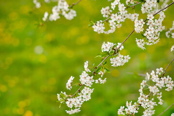 Spring background with white flowers. A blooming garden.