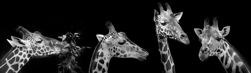 portrait of giraffes on black background