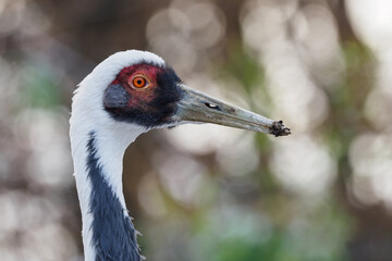 White crane in head detail.