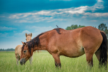 Obraz premium Young beautiful thoroughbred horses graze on a summer meadow.