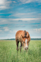 Young beautiful thoroughbred horses graze on a summer meadow.