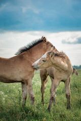 Obraz premium Young beautiful thoroughbred horses graze on a summer meadow.