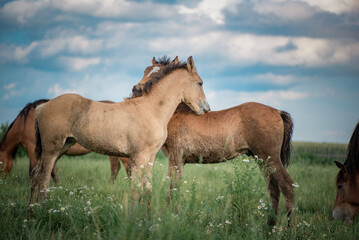 Young beautiful thoroughbred horses graze on a summer meadow.