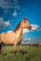 Obraz na płótnie Canvas Young beautiful thoroughbred horses graze on a summer meadow.