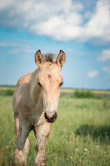 Fototapeta premium Young beautiful thoroughbred horses graze on a summer meadow.