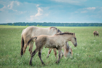 Naklejka na ściany i meble Young beautiful thoroughbred horses graze on a summer meadow.