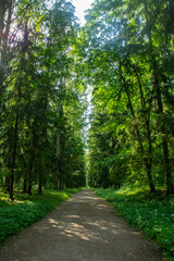 Sunlight coming through the trees in a lush green forest with a walking path in Pavlovsk near Saint Petersburg, Russia 