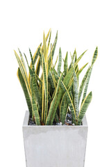 sansevieria or snake plant in a cement pot isolated on white