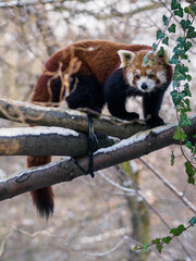Panda red on branches with snow.