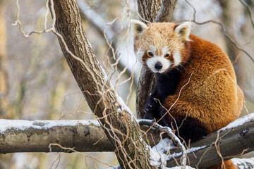 Panda red on branches with snow.