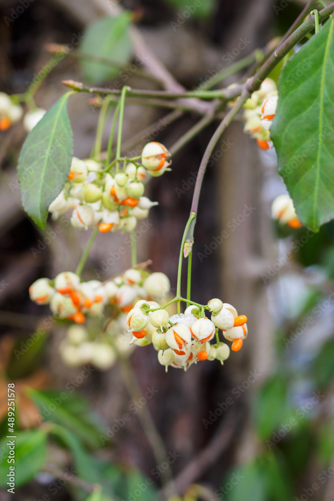 Sticker forton's elm with orange fruits on the branches.