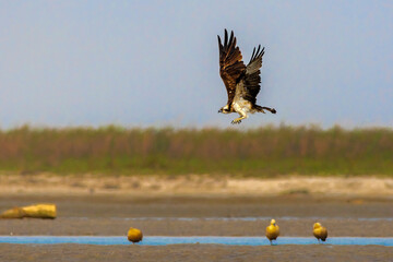 Osprey, the fish eagle and it's prey.