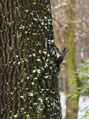 A brown squirrel on a tree trunk.
