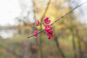 Forton's elm with pink berries on the branches.