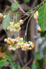 Forton's elm with orange fruits on the branches.