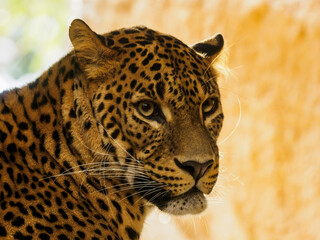 Portrait of a Ceylon leopard living in captivity.