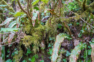 Close up of mossy undergrowth in woodland 