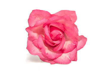 Mockup. Close-up of a pink rose on a white background.