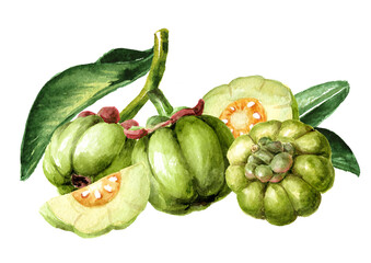 Garcinia cambogia atroviridis  fruit,  superfood,  antioxidant .  Hand  drawn watercolor illustration isolated on white background - obrazy, fototapety, plakaty