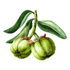 Garcinia cambogia atroviridis branch with fruits, superfood, antioxidant. Hand drawn  watercolor  illustration isolated  on  white background
