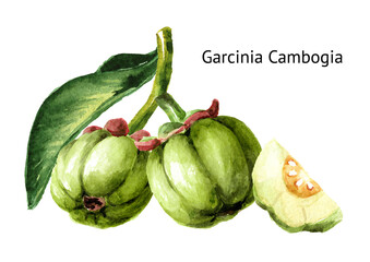 Garcinia cambogia atroviridis fruit,  superfood,  antioxidant .  Hand  drawn watercolor illustration isolated on white background