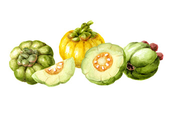 Garcinia cambogia atroviridis fruit, superfood,  antioxidant .  Hand  drawn watercolor illustration isolated on white background