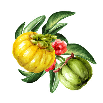 Garcinia cambogia atroviridis branch with fruits , superfood, antioxidant. Hand drawn watercolor  illustration isolated  on  white background