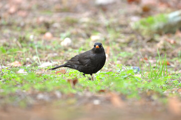 Fototapeta premium Merle Noir / Blackbird