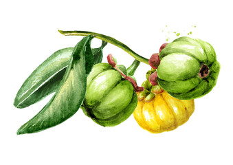 Garcinia  cambogia  atroviridis  branch  with fruits , superfood, antioxidant. Hand drawn watercolor  illustration isolated  on  white background