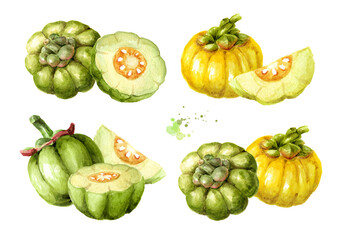 Garcinia cambogia atroviridis  fruit set, superfood, antioxidant. Hand drawn watercolor illustration isolated on white background - obrazy, fototapety, plakaty